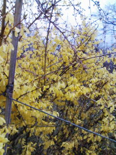 �J�́c���[��