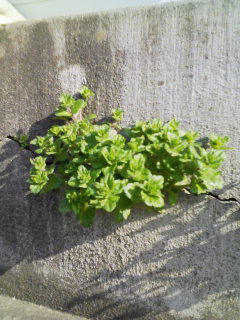 ����Ă�Ȃ�