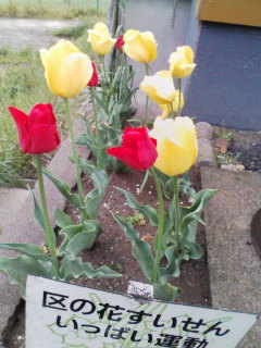 ��̉Ԃ������񂢂��ς��^��