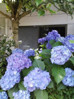 �x�����_�O�̎��z��