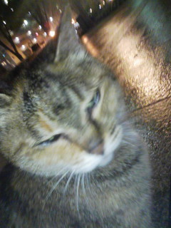 ����Ă͂Ȃ��