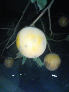 �`�c�c����˂��H