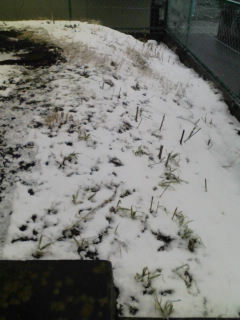 ���A�����͐�