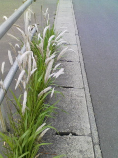 ����炳�ꂽ��